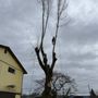 Photo of Reyes Tree Service