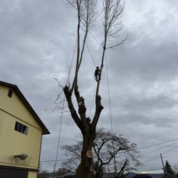Reyes Tree Service