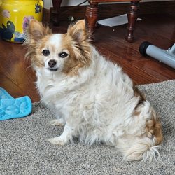 Barking Lounge Pet Salon