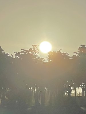 Bayonet & Black Horse by null