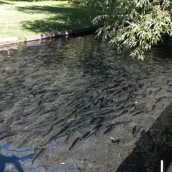 Klamath Fish Hatchery - Aquariums Near Me - Chiloquin, Oregon Klamath Fish Hatchery - Aquariums Near Me - Chiloquin, Oregon