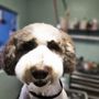 Photo of The Groomer