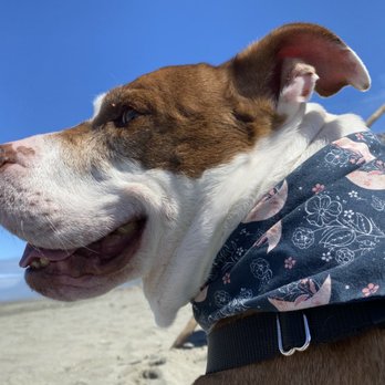Riverview Animal Hospital - Floki - Veterinarians Near Me - Vancouver, Washington Riverview Animal Hospital - Floki - Veterinarians Near Me - Vancouver, Washington