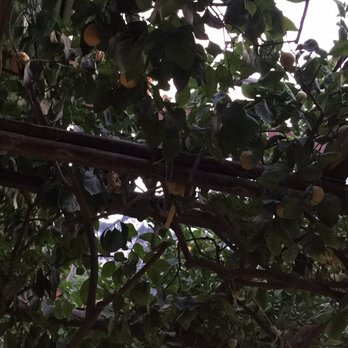 Da Paolino - Chilling under Lemon trees with your beautiful girl, can't beat that! - Italian Near Me - Capri, NA