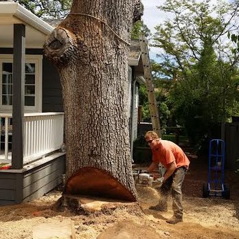 Steve Svienty Tree Care - Tree Services Near Me - San Francisco, California Steve Svienty Tree Care - Tree Services Near Me - San Francisco, California