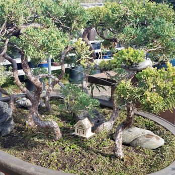 Eden Bonsai - Nurseries & Gardening Near Me - La Crescenta, California