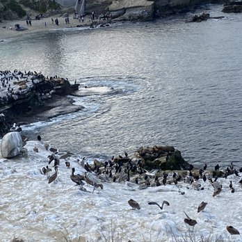 La Jolla Cove - Lots of birds too - Parks Near Me - La Jolla, California