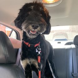 C C Pet Spa - Our pup after her appointment