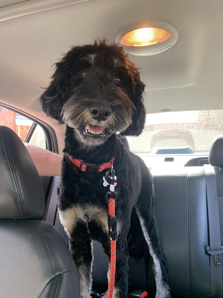 C C Pet Spa - pet boarding facility in Richmond, VA