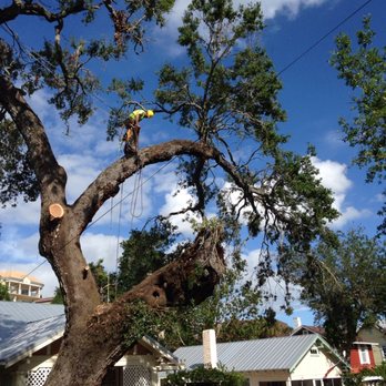 Jenkins Tree Service - Tree Services Near Me Jenkins Tree Service - Tree Services Near Me