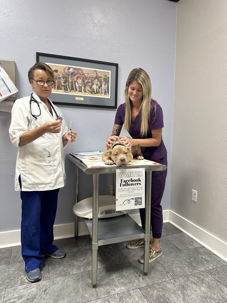 Animal Medical Center - pet boarding facility in Eustis, FL