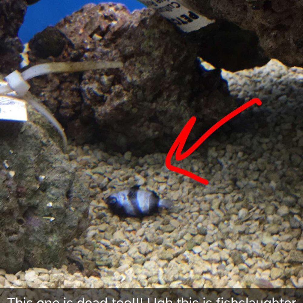 Petco - Seriously petco? - Pet Stores Near Me - Riverside, California