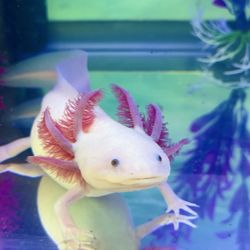 Axolotls Tulsa