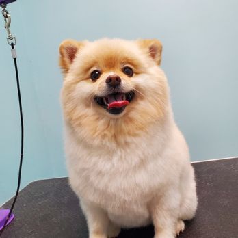Dapper Dogs & Divas - Pet Groomers Near Me - Felton, California Dapper Dogs & Divas - Pet Groomers Near Me - Felton, California