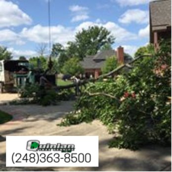 Quinlan Tree Service - Storm Damaged Tree Removal. - Tree Services Near Me - Milford, Michigan Quinlan Tree Service - Storm Damaged Tree Removal. - Tree Services Near Me - Milford, Michigan