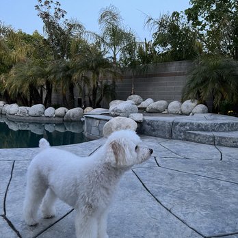 Napa Natural Dog Co. - Teddy sniffing the wind looking fly. - Pet Groomers Near Me - Vallejo, California Napa Natural Dog Co. - Teddy sniffing the wind looking fly. - Pet Groomers Near Me - Vallejo, California