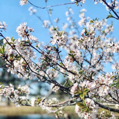 OGDEN PARK 50 Photos 615 Ogden Park Dr, Wilmington, North Carolina