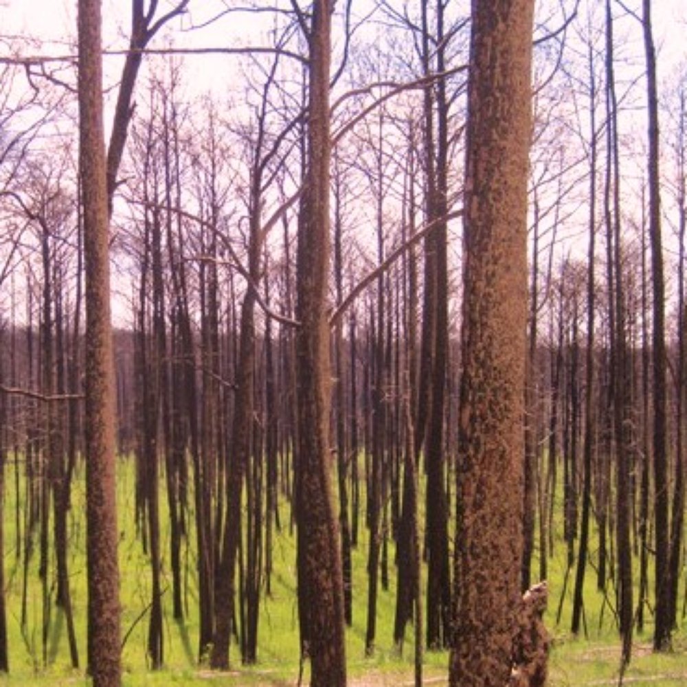 Bastrop State Park - Parks Near Me - Bastrop, Texas