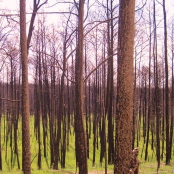 Bastrop State Park - Parks Near Me - Bastrop, Texas