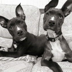 A Grooming Guru - Our pittie rescues 3