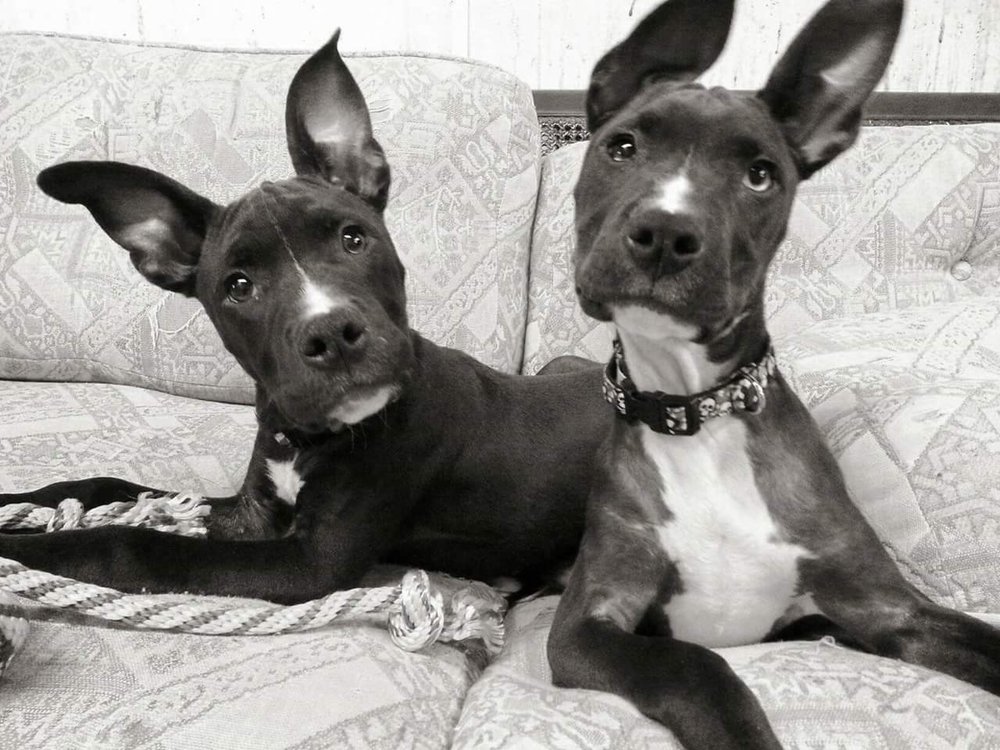 A GROOMING GURU Updated August 2024 Kokomo, Indiana Pet Sitting