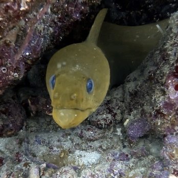 Ocean's Eight Dive - Green Moray Eel - Scuba Diving Near Me - Boynton Beach, Florida Ocean's Eight Dive - Green Moray Eel - Scuba Diving Near Me - Boynton Beach, Florida