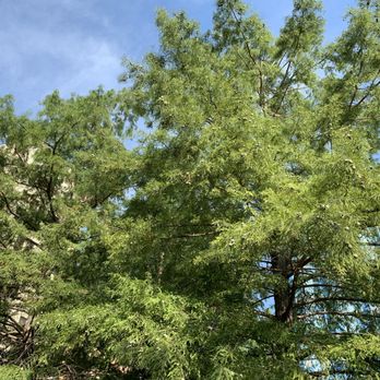 Park Central - Trees. - Parks Near Me - Wichita Falls, Texas Park Central - Trees. - Parks Near Me - Wichita Falls, Texas