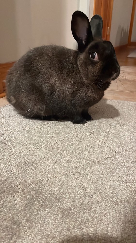 GREEN FOREST VETERINARY HOSPITAL Updated September 2024 40 Photos & 42 Reviews 120 Forest