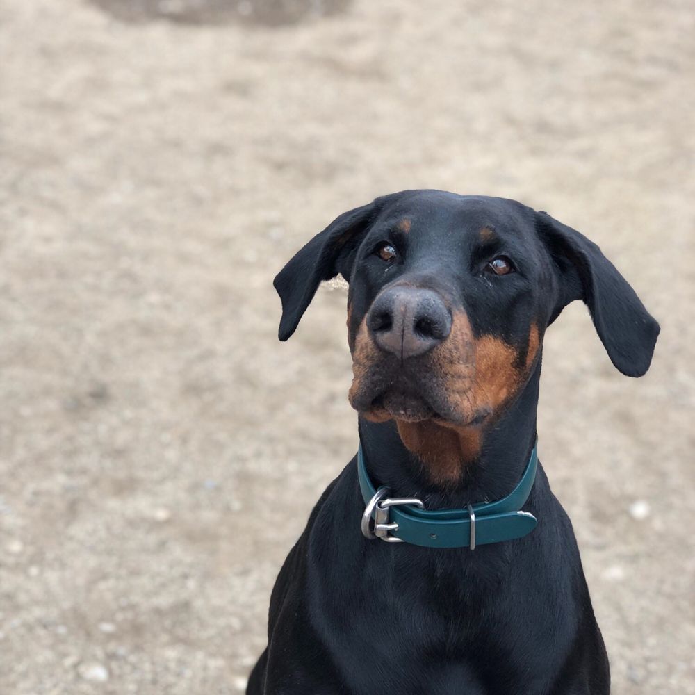 Dog Gone Amazing - Our girl dobie - Pet Training Near Me - Reno, Nevada Dog Gone Amazing - Our girl dobie - Pet Training Near Me - Reno, Nevada