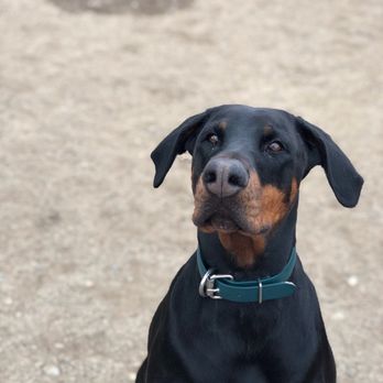 Dog Gone Amazing - Our girl dobie - Pet Training Near Me - Reno, Nevada Dog Gone Amazing - Our girl dobie - Pet Training Near Me - Reno, Nevada