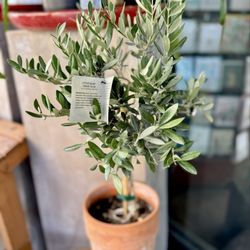Armstrong Garden Centers