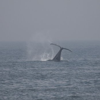 Discovery Whale Watch - Such a wonderful experience we were able to see many whales, sea lions, a couple of otters and a Great White Shark. - Whale Watching Tours Near Me - Monterey, California Discovery Whale Watch - Such a wonderful experience we were able to see many whales, sea lions, a couple of otters and a Great White Shark. - Whale Watching Tours Near Me - Monterey, California