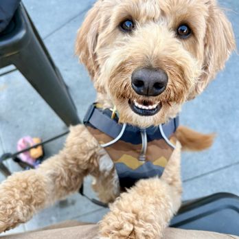 The Craft Taco at SOVA - Dog Friendly Patio (Kyoto says hi!) - Tacos Near Me - San Diego, California The Craft Taco at SOVA - Dog Friendly Patio (Kyoto says hi!) - Tacos Near Me - San Diego, California