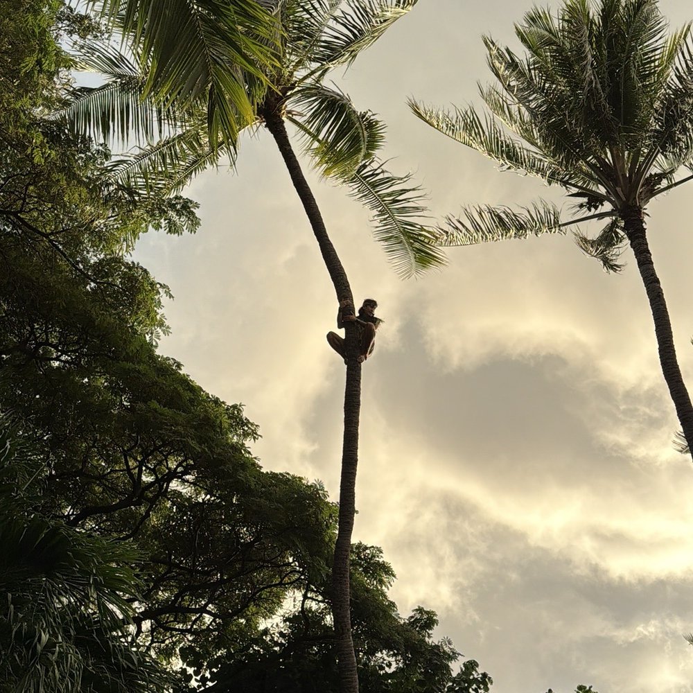 Hale Koa Luau - Coconut tree climber - Performing Arts Near Me - Honolulu, Hawaii