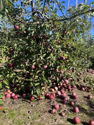 Hank's Pumpkintown by null