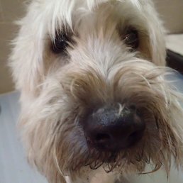 Would have loved to see my dogs doing something rather than just receiving a close-up of their faces.