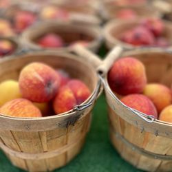 Parker Farmers Market - Peaches from Palisade