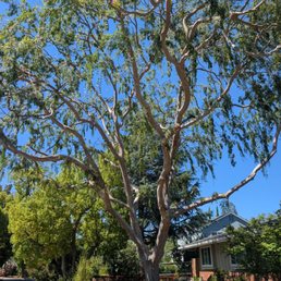 Tree trimmed beautifully