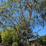 Photo of Corona Tree Experts
