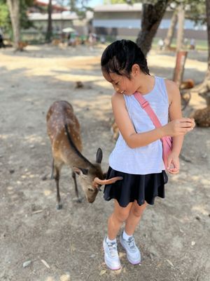 Nara Park by null