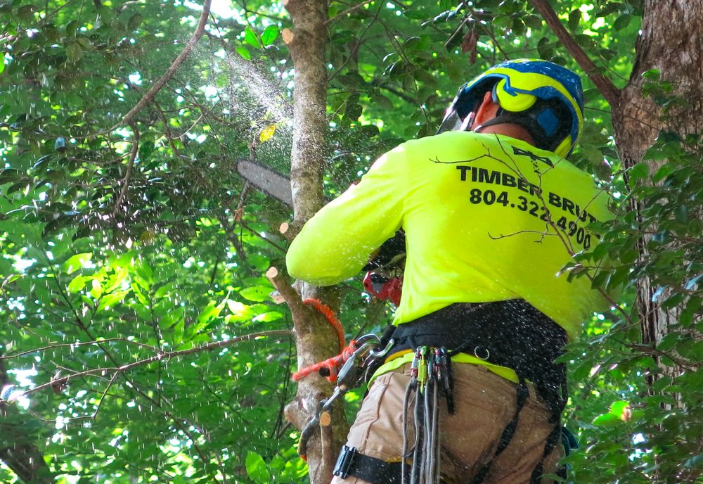 Timber Brute Tree and Stump - tree service in Glen Allen, VA