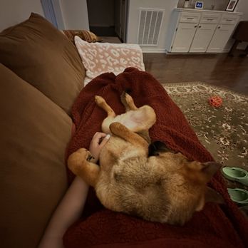 Montgomery County Animal Shelter - Animal Shelters Near Me - Conroe, Texas