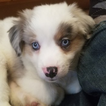 Central Park Puppies - Pet Breeders Near Me - Haupauge, New York