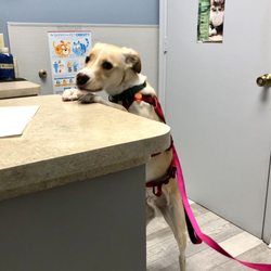 Embassy Lakes Animal Hospital
