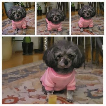 Tiny Jewel Pups - Pet Breeders Near Me - Houston, Texas Tiny Jewel Pups - Pet Breeders Near Me - Houston, Texas