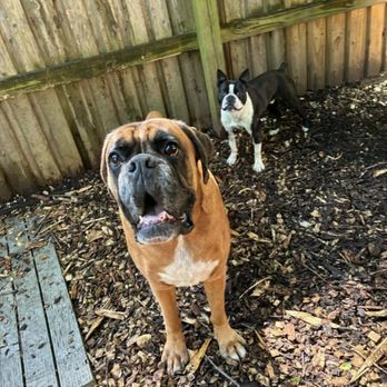 Cozy Canine Camp - Family dogs posing together! - Pet Training Near Me - Crownsville, Maryland Cozy Canine Camp - Family dogs posing together! - Pet Training Near Me - Crownsville, Maryland
