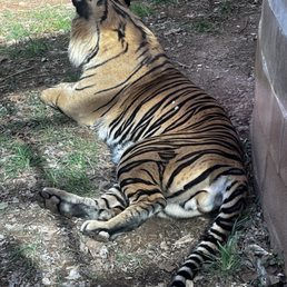 Tiger Tiger