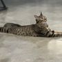 Photo of Woofta Pet Shop