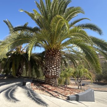 Domingo Landscaping - Before pruning - Tree Services Near Me