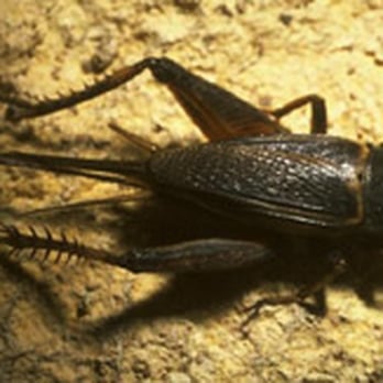 Ranger Termite & Pest Control - Pest Control Near Me Ranger Termite & Pest Control - Pest Control Near Me